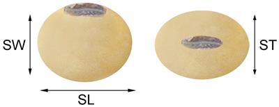 Identification and Validation of Major QTLs, Epistatic Interactions, and Candidate Genes for Soybean Seed Shape and Weight Using Two Related RIL Populations